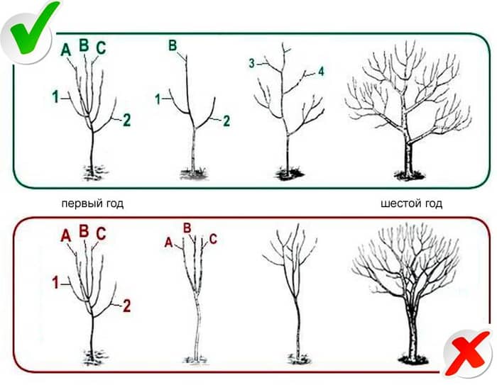 Правильная обрезка яблони весной пошаговое руководство